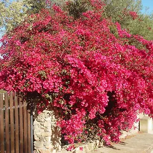  Casa vacanze Casa A 300mt.dal Mare Calasinzias, 6 Letti, Ac, Pets Welcome, Wi-fi Free Italia